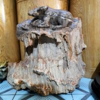 Tượng trâu phong thủy gỗ hóa thạch thiên nhiên ( Vip ) - GHT1123